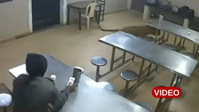 జంతువులు, వన్యప్రాణులు, తమిళనాడు, చిరుతపులి