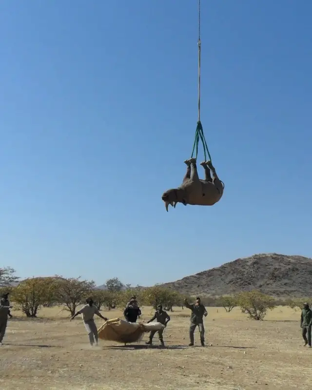 badak, hewan langka, terancam punah, konservasi, Afrika, Namibia
