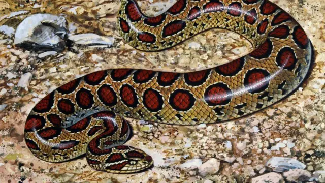 रसेल वाइपर साँप की तस्वीर