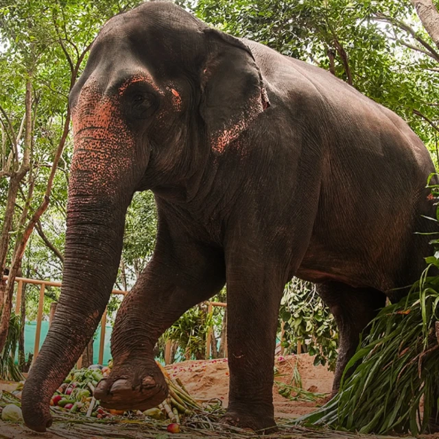 'महादेवी' हत्तीण 