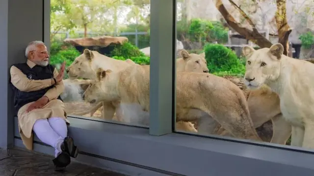 બીબીસી ગુજરાતી નરેન્દ્ર મોદી જામનગર વનતારા સુપ્રીમ કોર્ટ એસઆઈટી પ્રાણી સંગ્રહાલય મુકેશ અંબાણી અનંત અંબાણી હાથી વાઘ