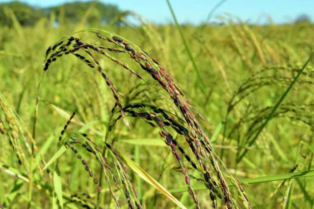 စပါးခင်း