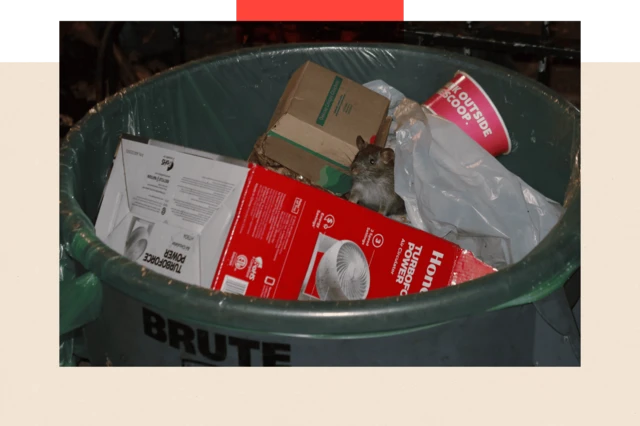 Una rata saca la cabeza de un basurero en Nueva York