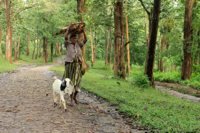 वनजमीन (प्रातिनिधिक छायाचित्र)