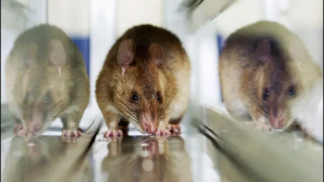 Oke na-ebunye mmadụ ọrịa lassa