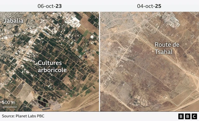 Deux images satellite montrent une zone à l'est de Jabalia. L'image du 6 octobre 2023 montre des cultures d'arbres en vert couvrant une grande partie de l'image, tandis que celle du 4 octobre 2025 montre un sol brun nu et une nouvelle route de Tsahal.