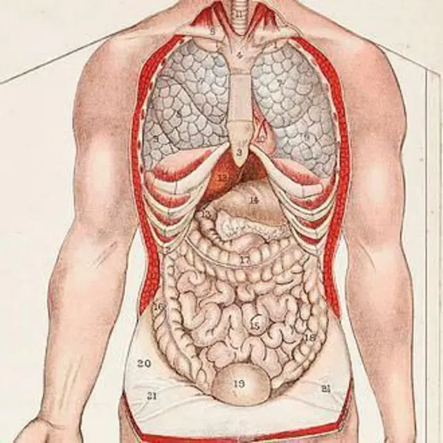 શરીરનું પાચનતંત્ર