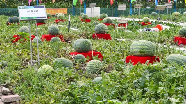 ƴaƴan kankana a jikin yaɗonsu cikin wata gona, an ɗora wasunsu kan wani kan shimfiɗa