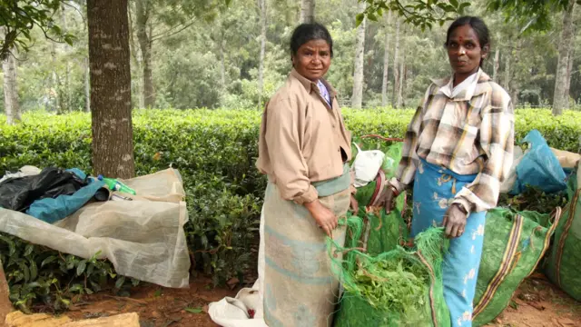 Views from the train take in the many tea plantations in the area
