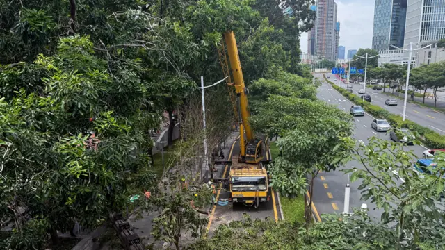 广东深圳工人开着吊车提前修剪路旁大棵树木（23/9/2025）
