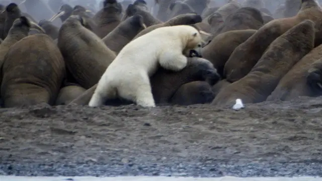 Un oso polar intenta subirse sobre un grupo de morsas apiñadas en un suelo rocoso.