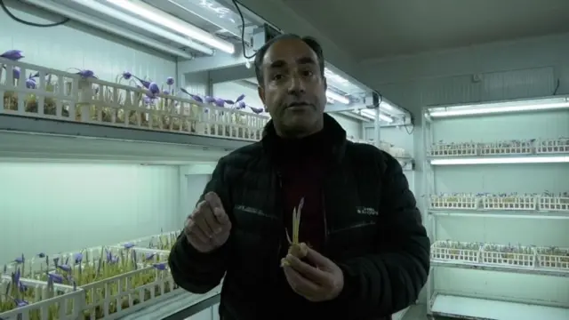 ਕੇਸਰ ਦੀ ਖੇਤੀ