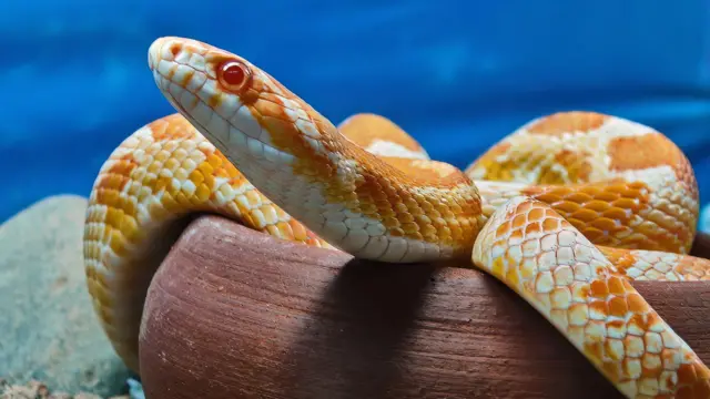 સાપ, ગુજરાત