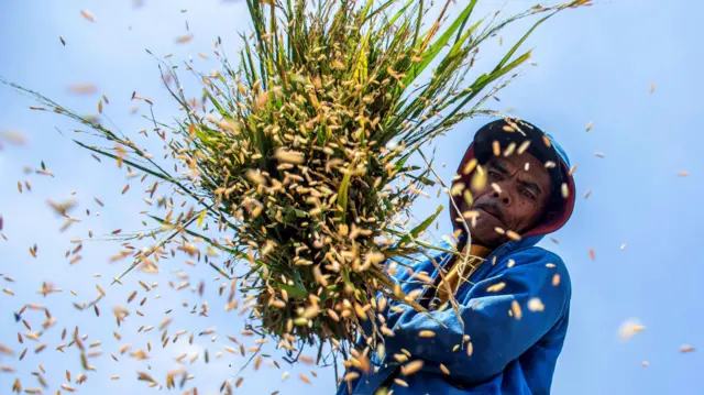 Petani merontokkan padi di areal persawahan Batujajar, Kabupaten Bandung Barat, Jawa Barat, Jumat (27/9/2024). Badan Pangan Nasional (Bapanas) mencatat realisasi penyerapan beras dalam negeri melalui Perum Bulog mencapai 908 ribu ton yang dilakukan sejak Januari sampai minggu ketiga September 2024. 