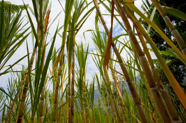 கரும்பு விவசாயிகள்