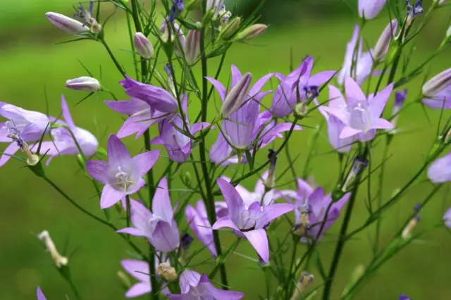 Фіолетові квіти