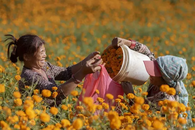 काठमान्डूको इचन्ङ्गुमा सयपत्री फूल टिप्दै महिलाहरू 