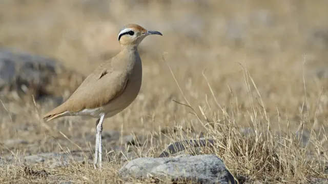 ਕਾਲੀਵੀਕੋਡੀ