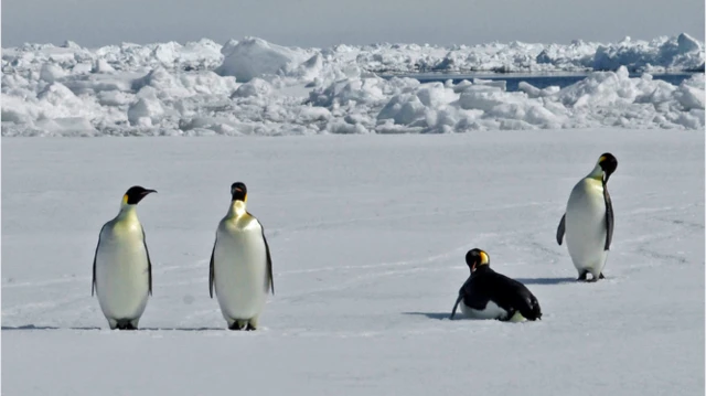 পেঙ্গুইন