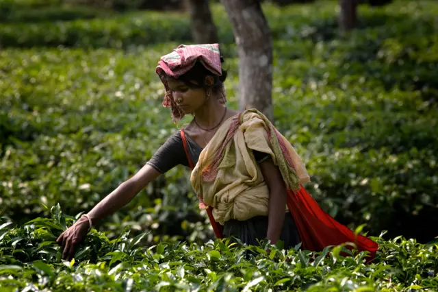 বাংলাদেশের সিলেটের চা বাগান থেকে চা পাতা তুলছেন এক নারী চা শ্রমিক। 