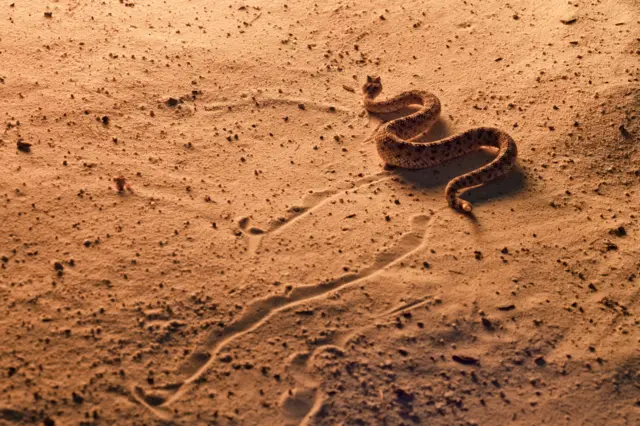 બીબીસી ગુજરાતી સાપ રેટલસ્નેક એરિઝોના સરિસૃપ જંગલ અમેરિકા