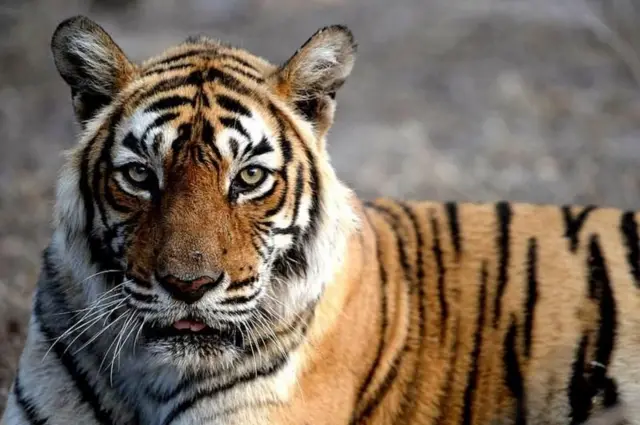 ஜனவரி முதல் அக்டோபர் வரை சந்திரபூர் மாவட்டத்தில் மனிதர்களுக்கும் வனவிலங்குகளுக்கும் இடையேயான மோதல்களில் உயிரிழந்தவர்களின் சரியான எண்ணிக்கை குறித்து வனத்துறைக்கு இன்னும் அதிகாரப்பூர்வ தகவல் கிடைக்கவில்லை. 