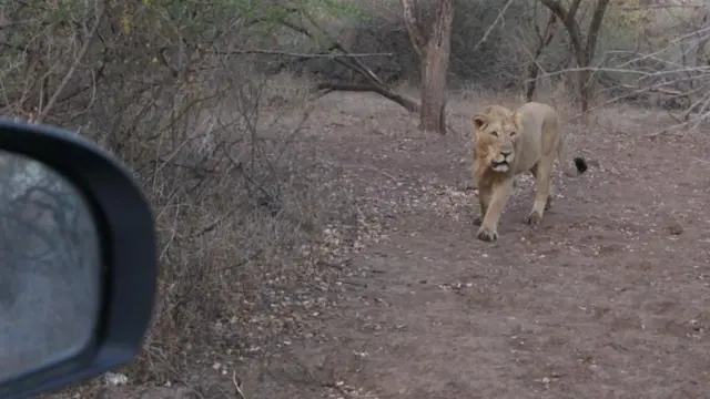 गिर के जंगल में घूमता एक शेर