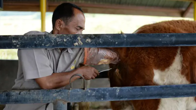 "හොඳම සත්තු ලබා දීම සඳහා අපි වැඩපිළිවෙලක් ක්‍රියාත්මක කරලා තියෙනවා. විශේෂයෙන්ම ලිංග නිර්ණය කරන ලද ශුක්‍ර වඩි ආනයනය කරලා ඉතාමත් දියුණු සත්තු 15,000 කට වැඩි ප්‍රමාණයක් රට තුළ නිර්මාණය කර ගැනීමේ සැලැස්මක් අපේ දෙපාර්තමේන්තුව සැලසුම් කරලා තියෙනවා.''