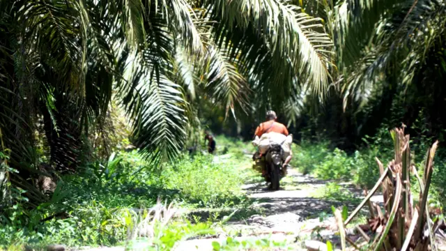 Perkebunan kelapa sawit di dalam kawasan Bakiriang.