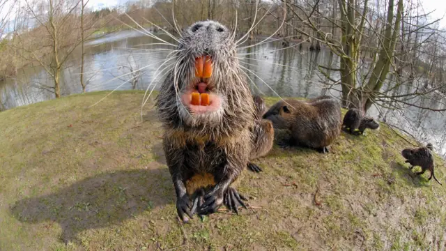 கொய்பு, அஜர்பைஜான், சோவியத் ஒன்றியம்