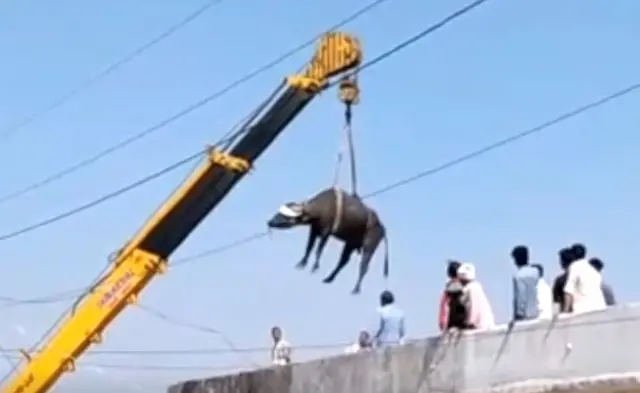 எருமை கிரேன் மூலம் மீட்பு