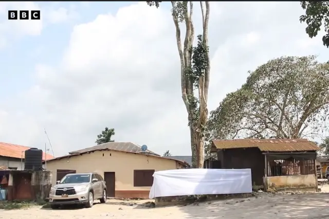 Ọkan lara igi ti wọn n bọ ni Ibeju Lekki