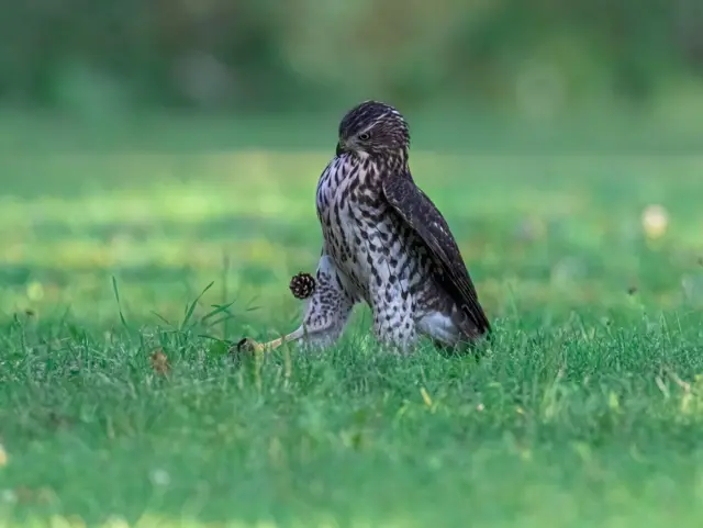 'ሜሲ? እንታዋይ’ዩ ሜሲ?' 