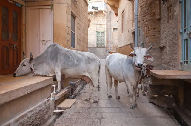 भटक्या गाई 