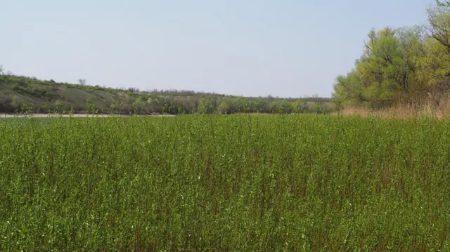 дно колишнього Каховського водосховища 