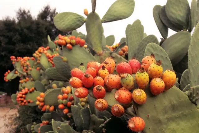 प्रातिनिधिक फोटो