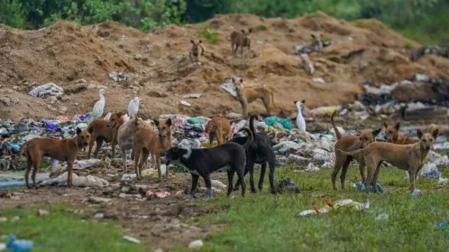 වීදි සුනඛයින් සම්බන්ධ ගැටලුවලට කෙතෙරම් ක්‍රියාමාර්ග ගනු ලැබුවත් ඊට සාර්ථක විසඳුම් නොලැබීමට ප්‍රධාන හේතුවක් ලෙස මිනිස් ක්‍රියාකාරකම් පෙන්වා දිය හැකි බව වෛද්‍ය යේෂාන් ගුරුගේ පැවසුවේය.