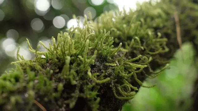 દેવરાઈ, ક્લાઇમેટ ચેન્જ સામે લડત, મહારાષ્ટ્રના સહ્યાદ્રીમાં જંગલો, દેવના નામે અનામત વન, હિમચાલપ્રદેશ આંધ્રપ્રદેશ કેરળ ઉત્તરાખંડમાં દેવરાઈ પરંપરા, મહારાષ્ટ્ર, પર્યાવરણ, બીબીસી ગુજરાતી