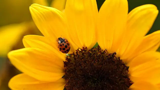 Червоне сонечко на великій жовтій квітці