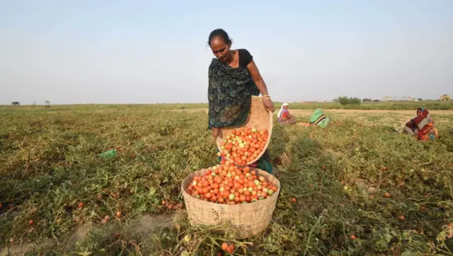 ટામેટાના ભાવો કેમ વધ્યાં?