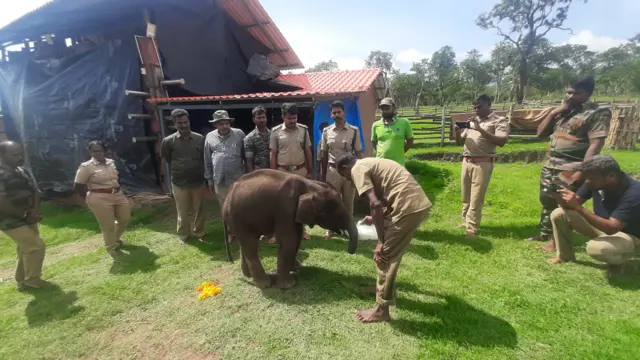முதுமலை முகாமில் 3 குட்டி யானைகள் - தாய் யானை போல் வனத்துறையால் வளர்க்க முடியுமா?