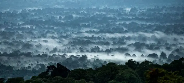 የባሌ ተራሮች ብሔራዊ ፓርክን ልዩ ከሚያደርጉ ነገሮች መካከል አንዱ በኢትዮጵያ ትልቁና ወደ ሰባት ሺሕ ኪሎ ሜትር ስኩዬር የሚሸፍነው ''የሐረና ደን'' በውስጡ በመገኘቱ ነው።