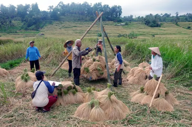 Kelompok petani menimbang hasil panen padi di Desa Jatiluwih.