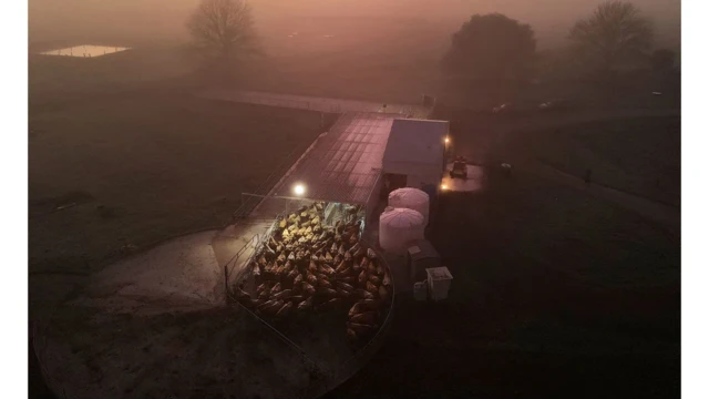 ન્યૂઝીલૅન્ડ પશુપાલન