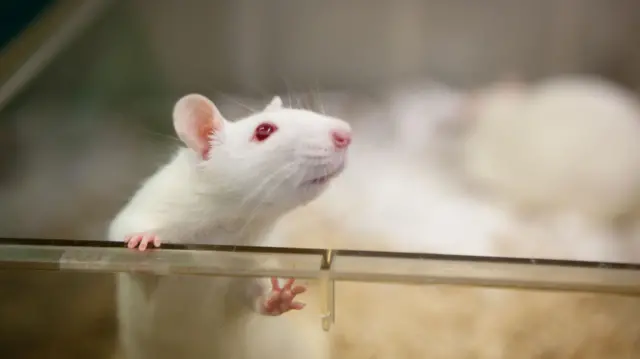 A white lab rat with red eyes climbs out of a plastic box