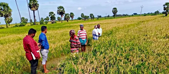 மழை நீரில் மூழ்கும் பயிர்களை காப்பது எப்படி?