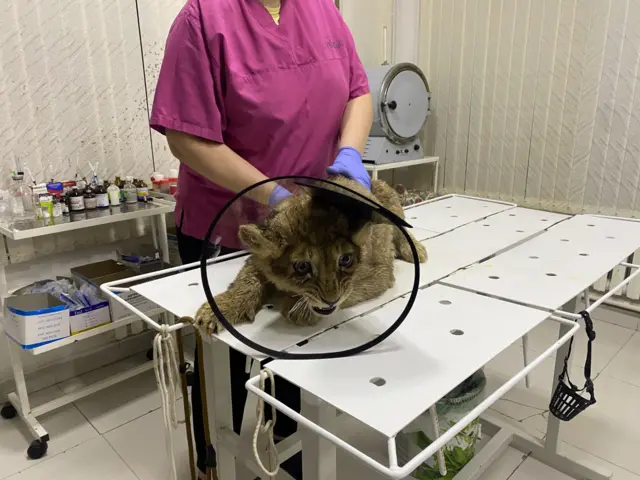 Болжолу арстандын бул балдары киши көрбөсүн деп караңгы жерде багылган, жарытылуу тамактанбаган. Керек болсо токмок да жеген өңдүү...