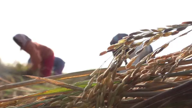 ఉద్యాన పంటలు