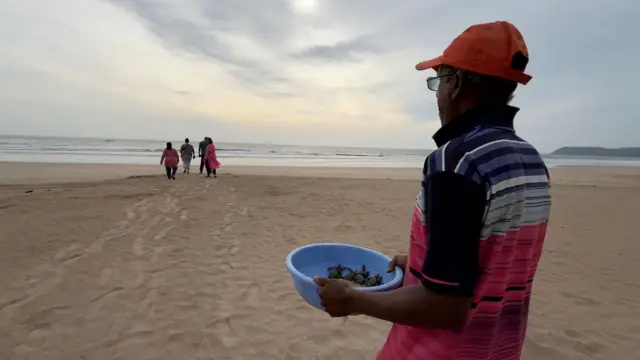कासवांच्या पिल्लांना दिवसातून दोनदा समुद्रात सोडलं जात. एकदा सकाळच्या सत्रात आणि पुन्हा एकदा संध्याकाळी.