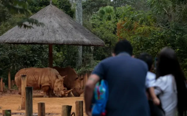 Une famille sur le dos pour observer les rhinocéros au zoo de São Paulo
